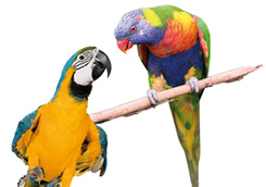 Contact EVS Translations USA
