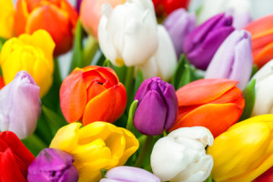 Tulpe – Wort des Tages - EVS Translations
