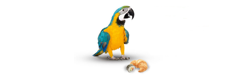 EVS Translations - Papagei mit Croisant